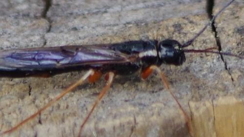 Xeris pallicoxae